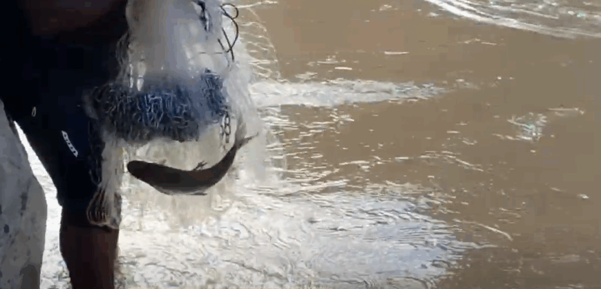 CERRARÁN CONCESIONARIAS DE PESCA POR…