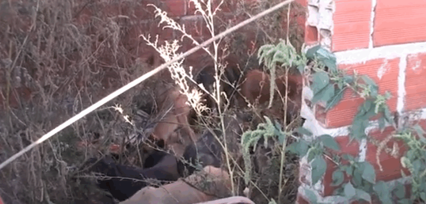 ANTE EL PELIGRO QUE REPRESENTAN ZOONOSIS DETERMINÓ EUTANASIA DE 11 CANES