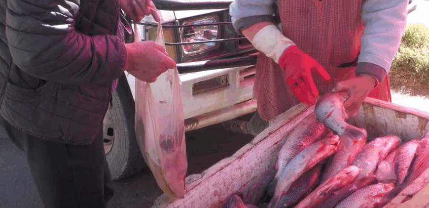 PESCADO DE VILLA MONTES LLEGA AL “DORADO” CON MEJOR TAMAÑO