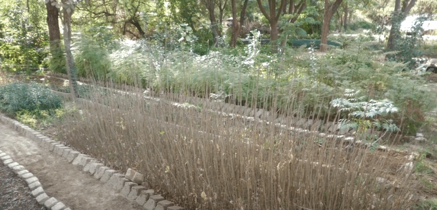 TORRES LANZA PLAN “TARIJA VERDE…