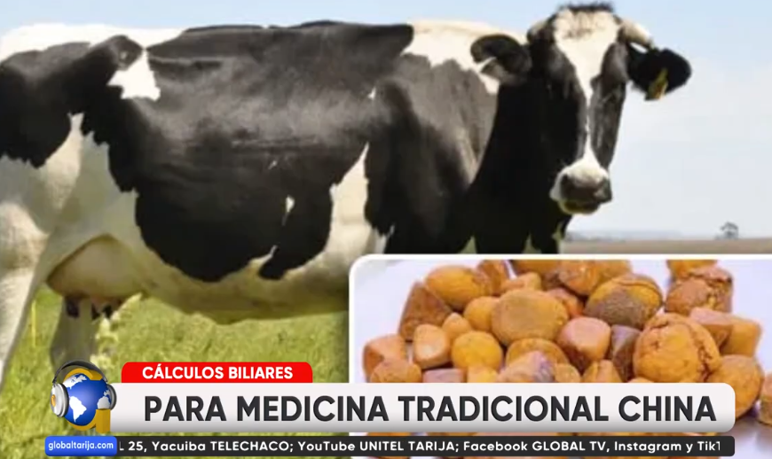 CÁLCULOS BILIARES DE RESES PUEDEN VALER MÁS QUE EL ORO