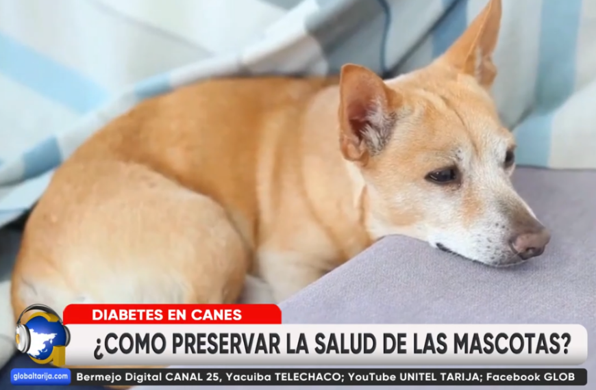 CHOCOLATES, MERMELADAS Y MANTEQUILLA DAÑAN SALUD DE CANES