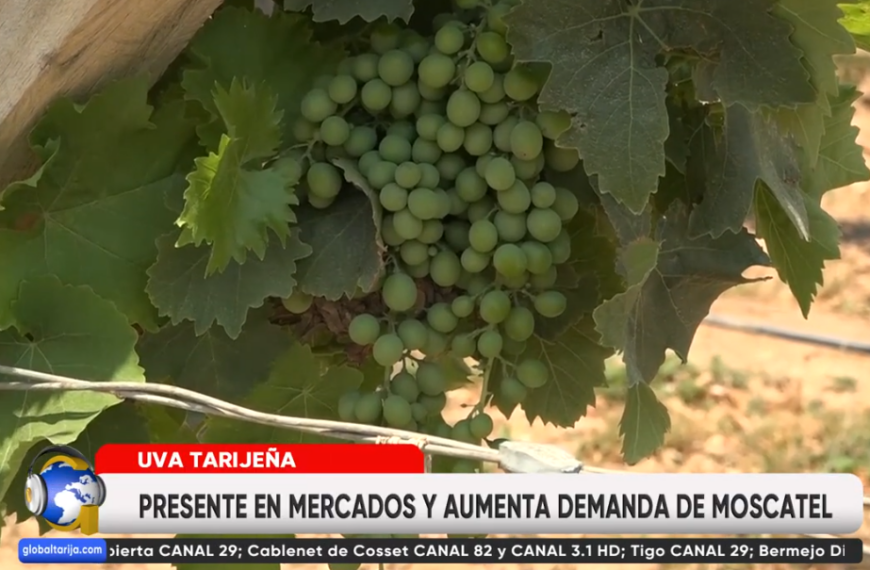PRODUCCIÓN DE UVA ALCANZA NIVELES ÓPTIMOS EN TARIJA