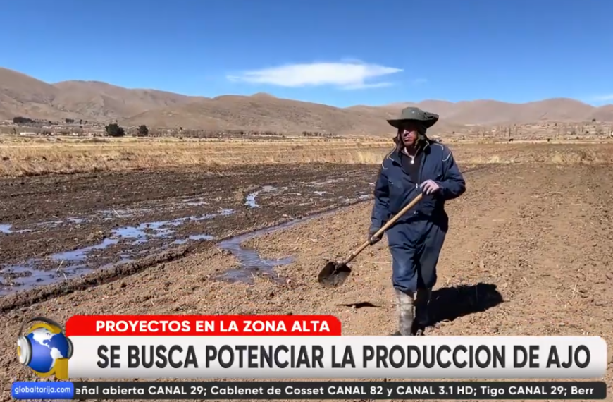 4 MIL FAMILIAS PRODUCEN AJO EN “EL PUENTE”