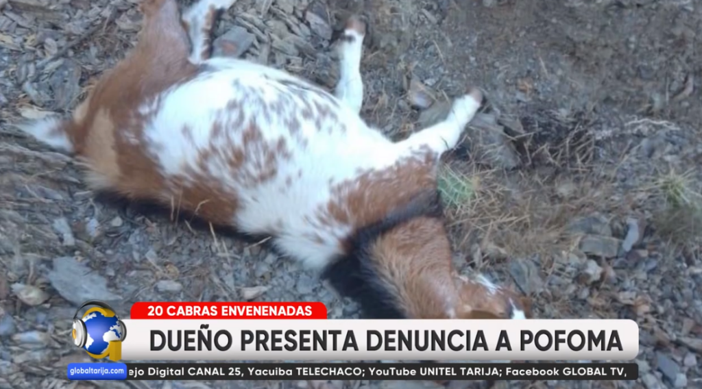 Captura de pantalla 2026-05-11 210031